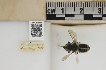 Media type: image;   Entomology 790047 Aspect: Labels
